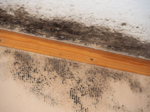Best Commercial Mold Inspection  in Addison, TX